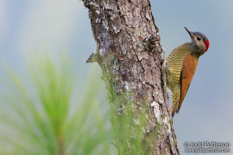 Golden-olive Woodpecker, Mountain Pine Ridge Forest Reserve, Belize